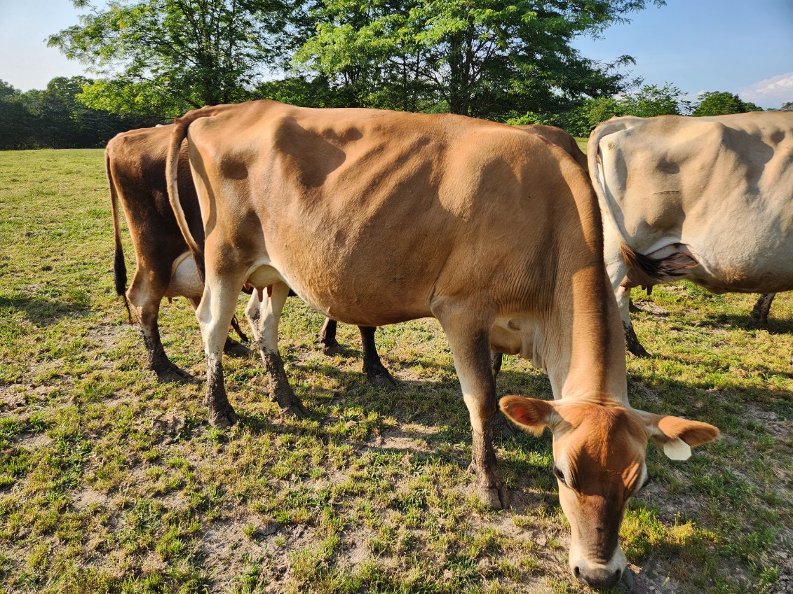 Jersey Cattle for sale - Professional Breeders/Closed Herd